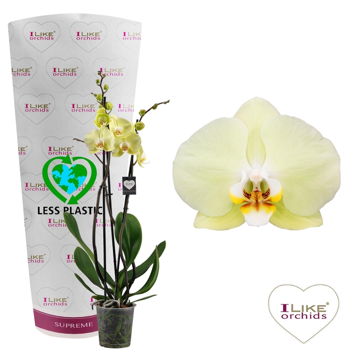 <h4>Phalaenopsis Golden Coin - 3 tak 60cm (Less Plastic)</h4>