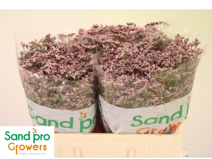 <h4>LIM SAF OSHI PINK</h4>