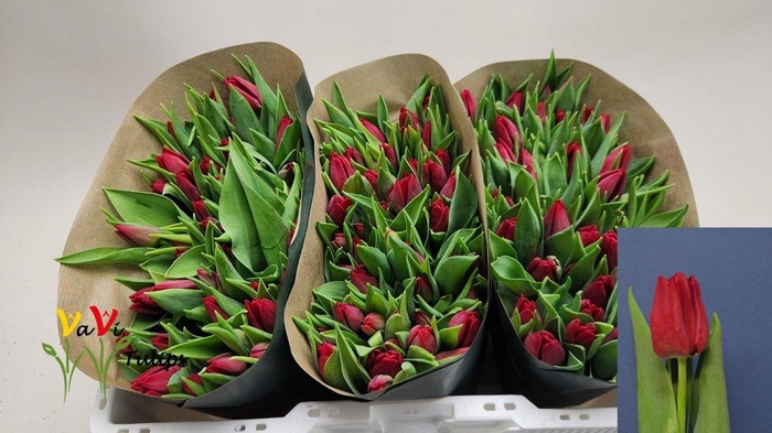 <h4>TU EN SEADOV</h4>