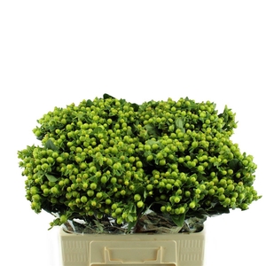 Hypericum Mag. Green Power Orca