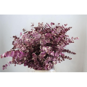 Euca Cinerea Antique Lila 200gr P Bunch