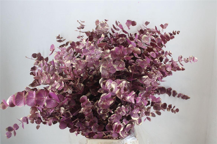 <h4>Euca Cinerea Antique Lila 200gr P Bunch</h4>