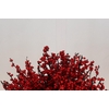 Ilex Verticillata Red
