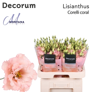 Lisianthus Corelli coral 70cm
