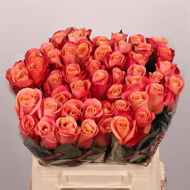 <h4>R GR HELENE</h4>