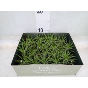 Tillandsia