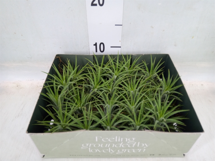 <h4>Tillandsia</h4>