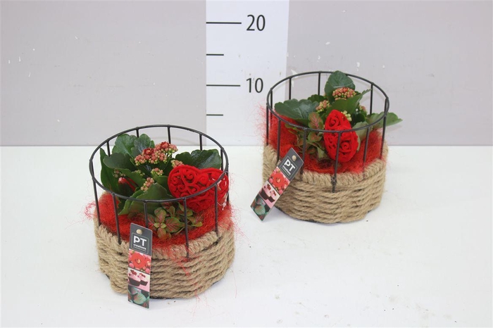 <h4>Arr 2352 Rood Mand + Rek</h4>