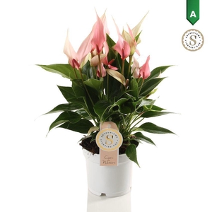 Anthurium Lilli 12cm