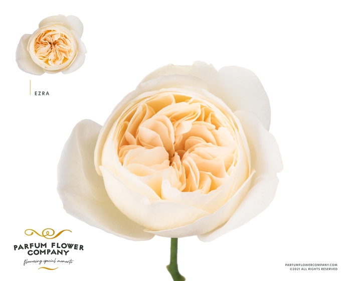 Rosa Parfum Ezra