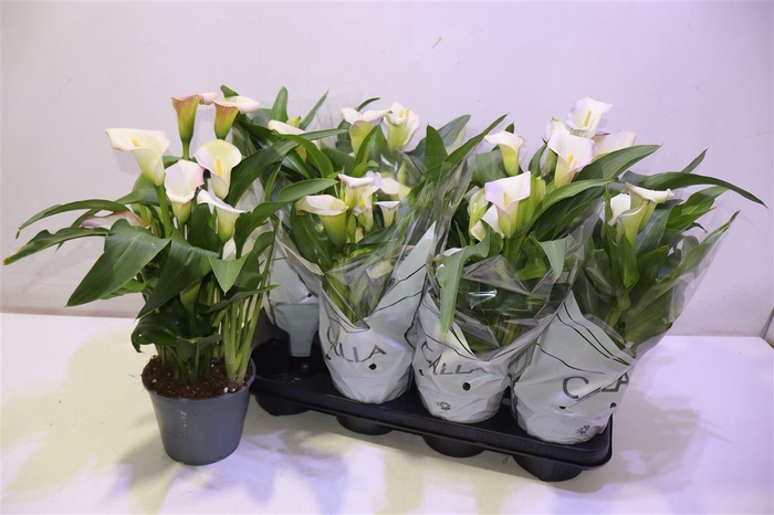 <h4>Zant Capt Marrero</h4>