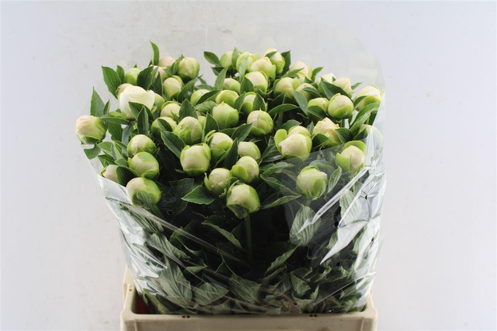 Paeonia L Jan V Leeuwen