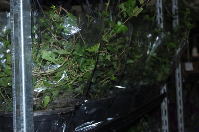 <h4>HEDERA VERDE C21</h4>