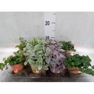 Arr.   Kamerplant Groen L%