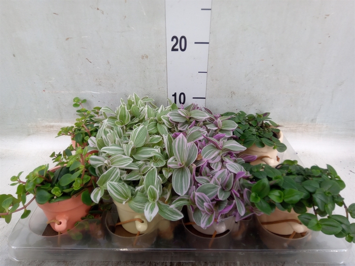 <h4>Arr.   Kamerplant Groen L%</h4>