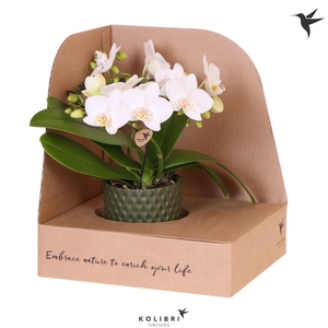 Kolibri Orchids Phalaenopsis Halo white in Diamond pot green in showbox