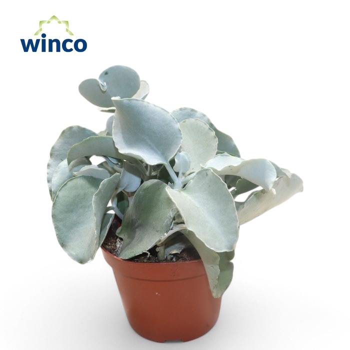 <h4>Kalanchoe Silver Spoons</h4>