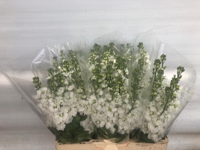 <h4>MATTH AIDA WHITE</h4>
