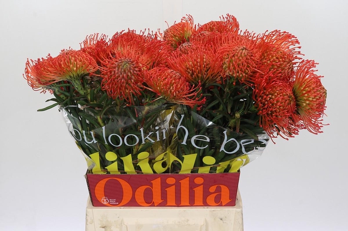 <h4>Nutans Succession</h4>