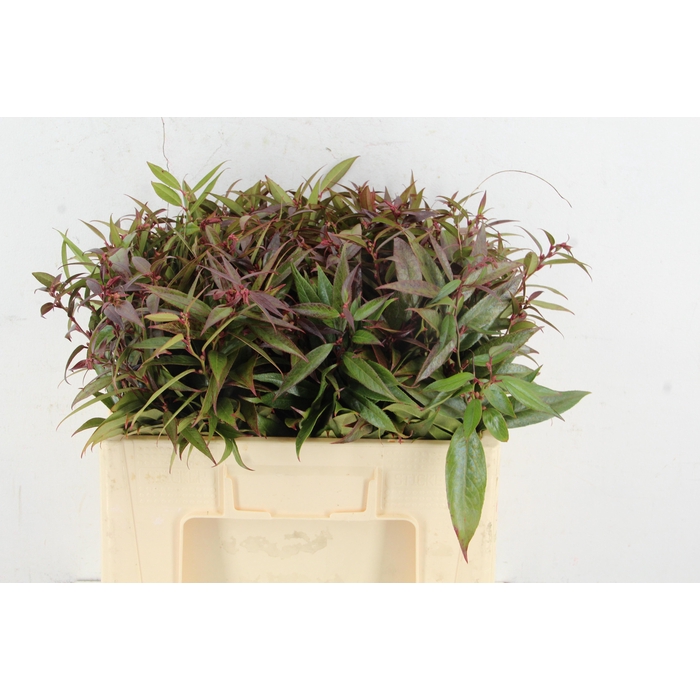 <h4>Leucothoe Font Rainb</h4>