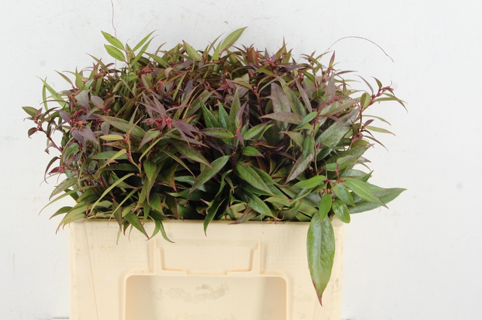 <h4>LEUCOTHOE FONT RAINB</h4>