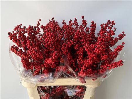 <h4>Ilex Ve Rode Bes</h4>