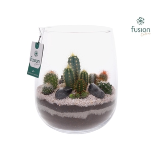 Glazen vaas met Cactussen