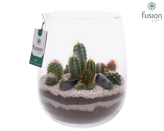 <h4>Glazen vaas met Cactussen</h4>