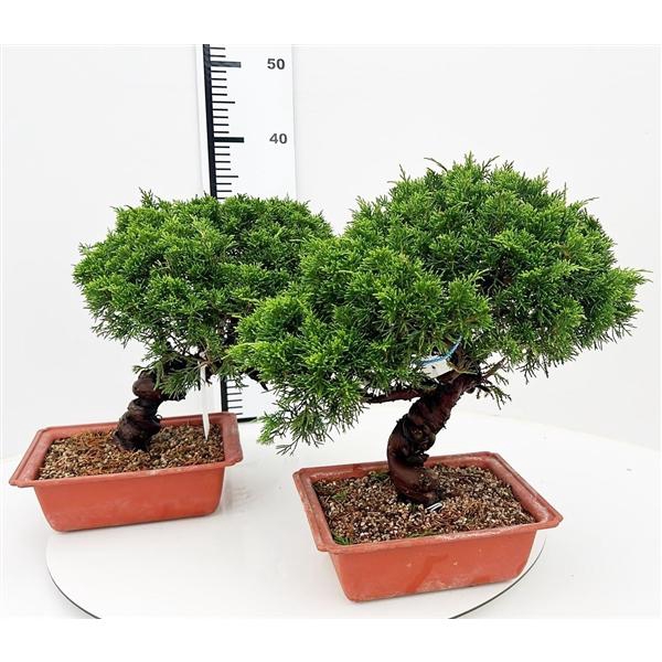 <h4>Juniperus chinensis, 21cm., twisted trunk, in trainingspot</h4>