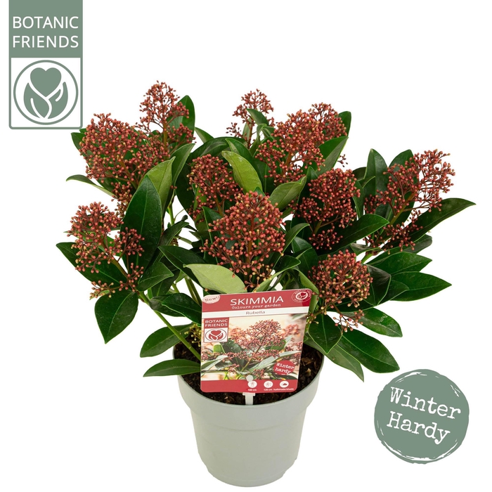 <h4>Skimmia japonica 'Rubella' 12+bloem</h4>