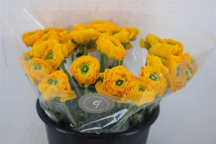 <h4>Ran Cloni Sup Omega</h4>