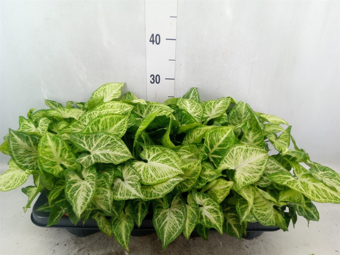 <h4>Syngonium  'Arrow'</h4>