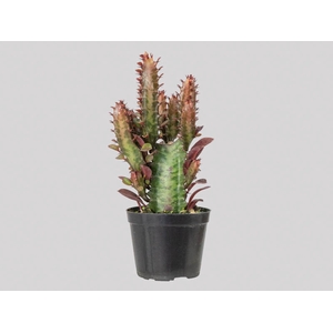 CACTUS EUPHORBIA RUBRA P09