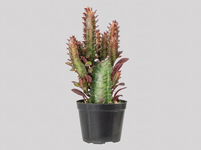 <h4>CACTUS EUPHORBIA RUBRA P09</h4>