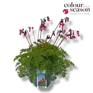 Dicentra Pink Diamonds P15
