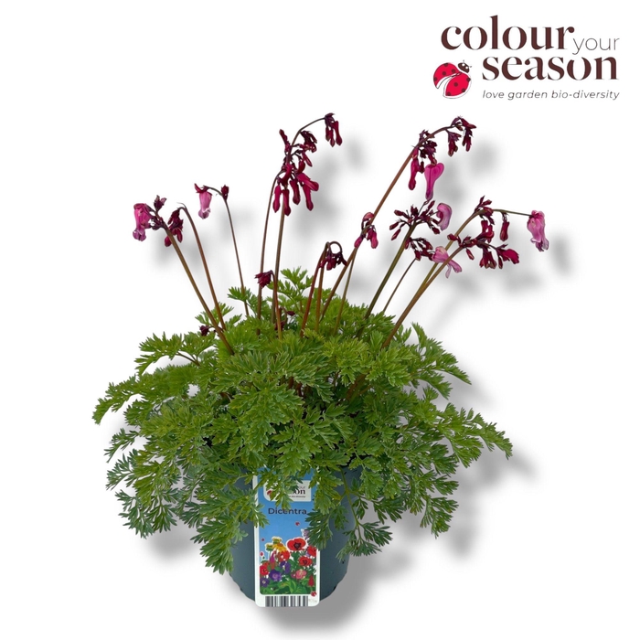 <h4>Dicentra Pink Diamonds P15</h4>