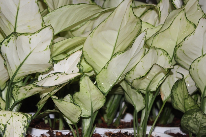 <h4>AGLAONEMA WHITE JOY P12</h4>