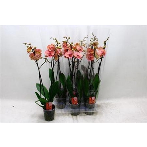 Phal Ov Oranje 2 Branches 20+