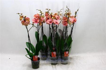 <h4>Phal Ov Oranje 2 Branches 20+</h4>