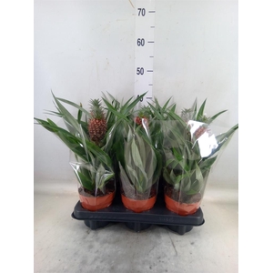 Ananas  'Rosita'