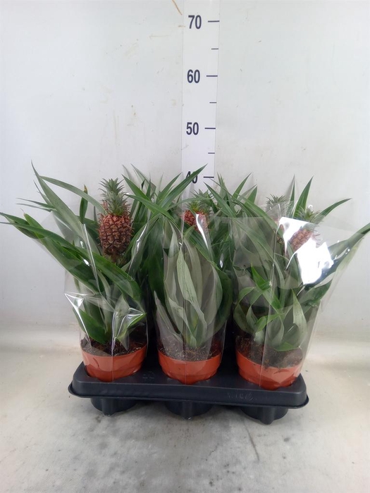 <h4>Ananas  'Rosita'</h4>