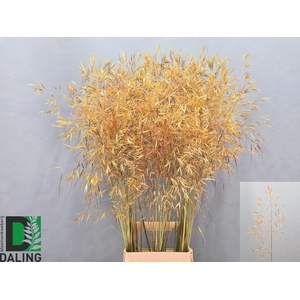 STIPA GIGANTEA