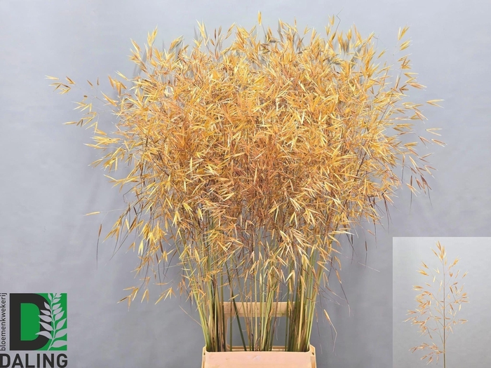 <h4>STIPA GIGANTEA</h4>
