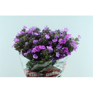 Phlox P Wiz Illusion Blue