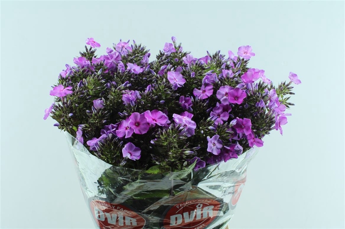 Phlox P Wiz Illusion Blue