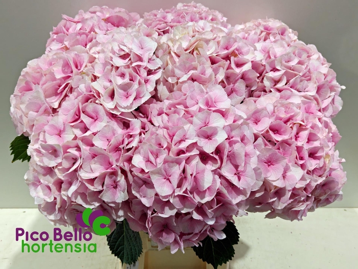 <h4>HYDR M MY VIENNA</h4>