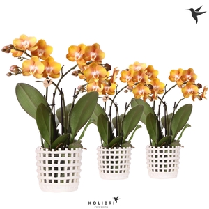 Kolibri Orchids Phalaenopsis Jewel Las Vegas 4 spike in Mesh pot white