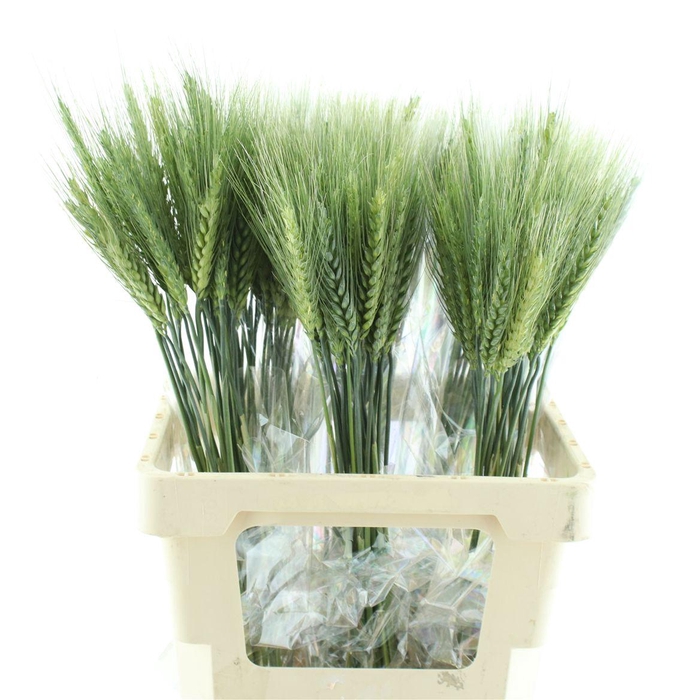 <h4>Triticum Aestivum</h4>