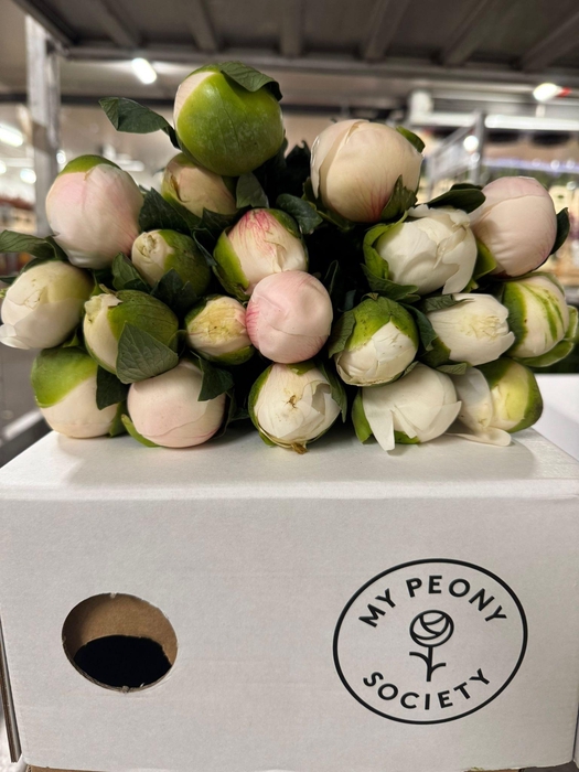 Paeonia Colonel Owen Cousins