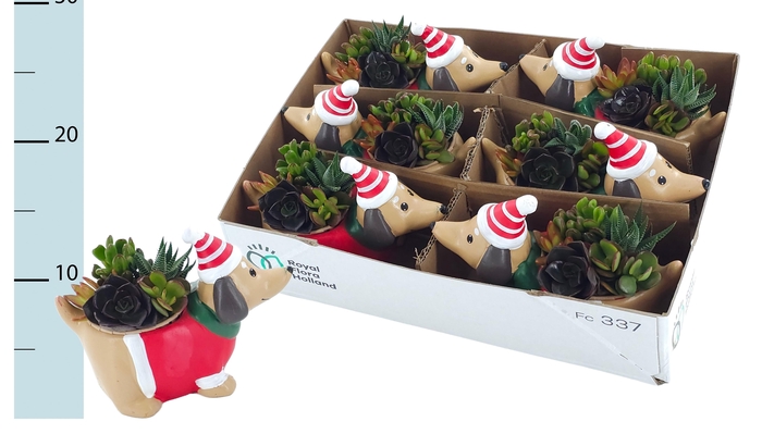 <h4>ARR KERST</h4>